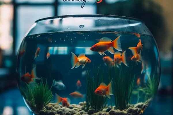 Fish-Aquariums--A-Comprehensive-Guide-to-Setup,-Care,-and-Maintenance